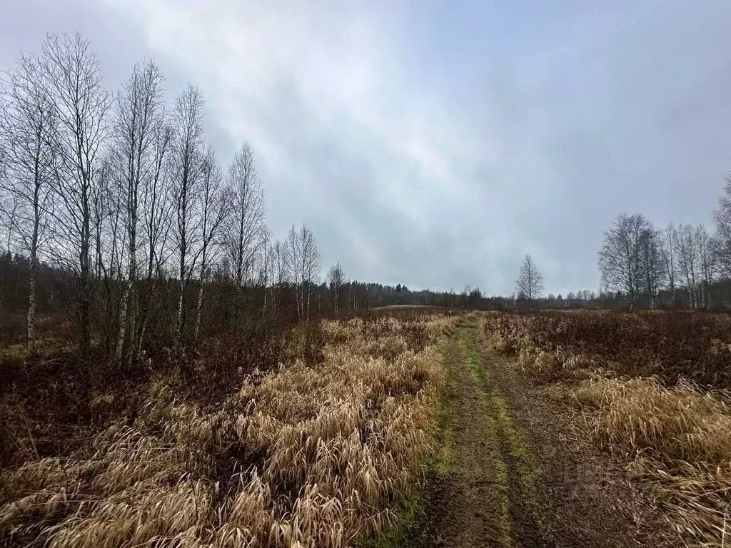 Участок в Ленинградская область, Приозерский район, Раздольевское ... - Фото 1