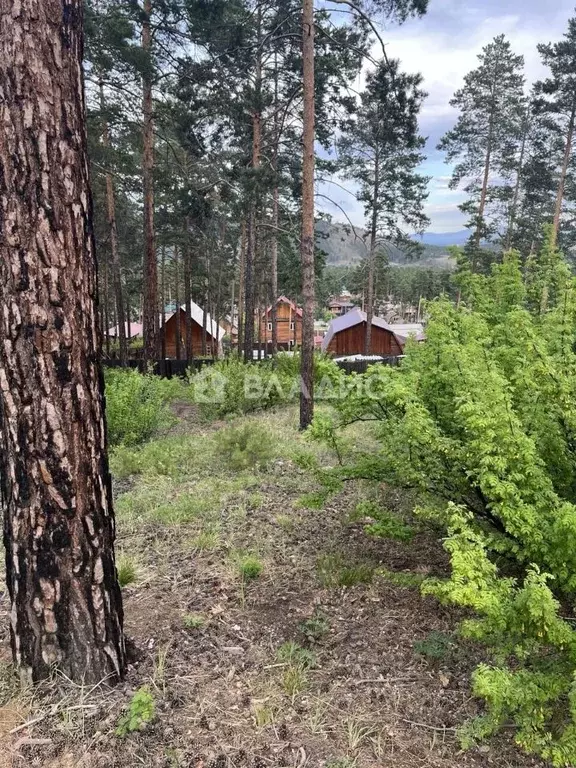 Участок в Бурятия, Улан-Удэ Шамбала ДНТ, ул. Баруун Ундэр (8.0 сот.) - Фото 1