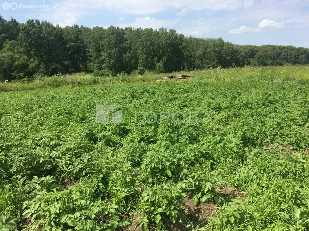 Участок в Тальменский сельсовет, деревня Калиновка (56 м) - Фото 0