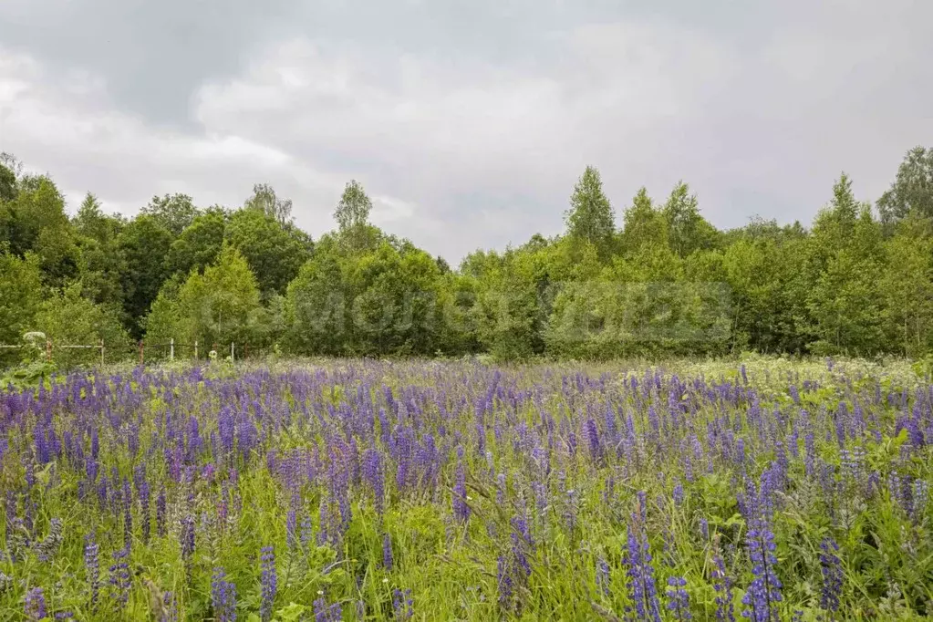 Участок в Московская область, Шаховская муниципальный округ, Шаховская ... - Фото 1