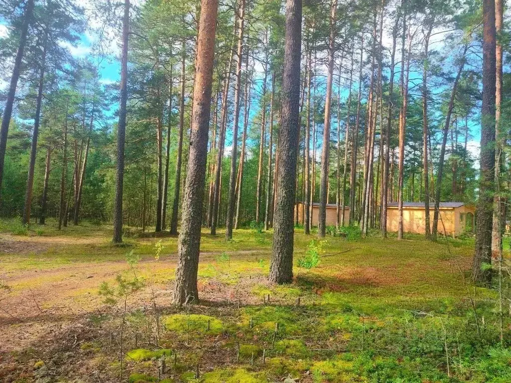 Участок в Карелия, Олонецкий район, Коверское с/пос, д. Нурмолицы  ... - Фото 1