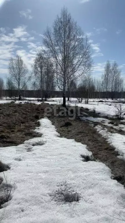 Участок в Новосибирская область, Мошковский район, с. Сокур ... - Фото 0