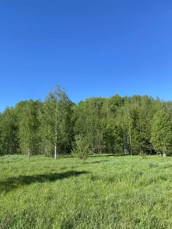 Участок в Новгородская область, Новгородский район, Борковское с/пос  ... - Фото 0