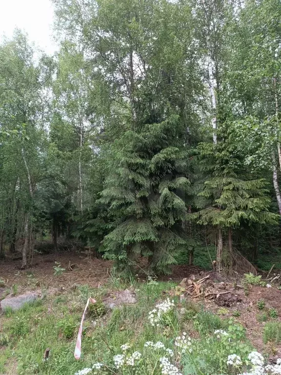 Участок 10 сот. (СНТ, ДНП) - Фото 1