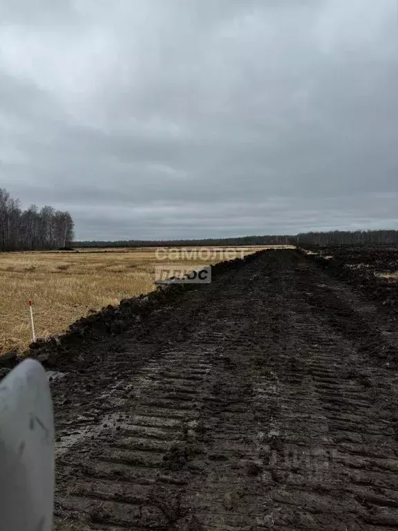 Участок в Тюменская область, Тюменский район, с. Горьковка Сибирская ... - Фото 0