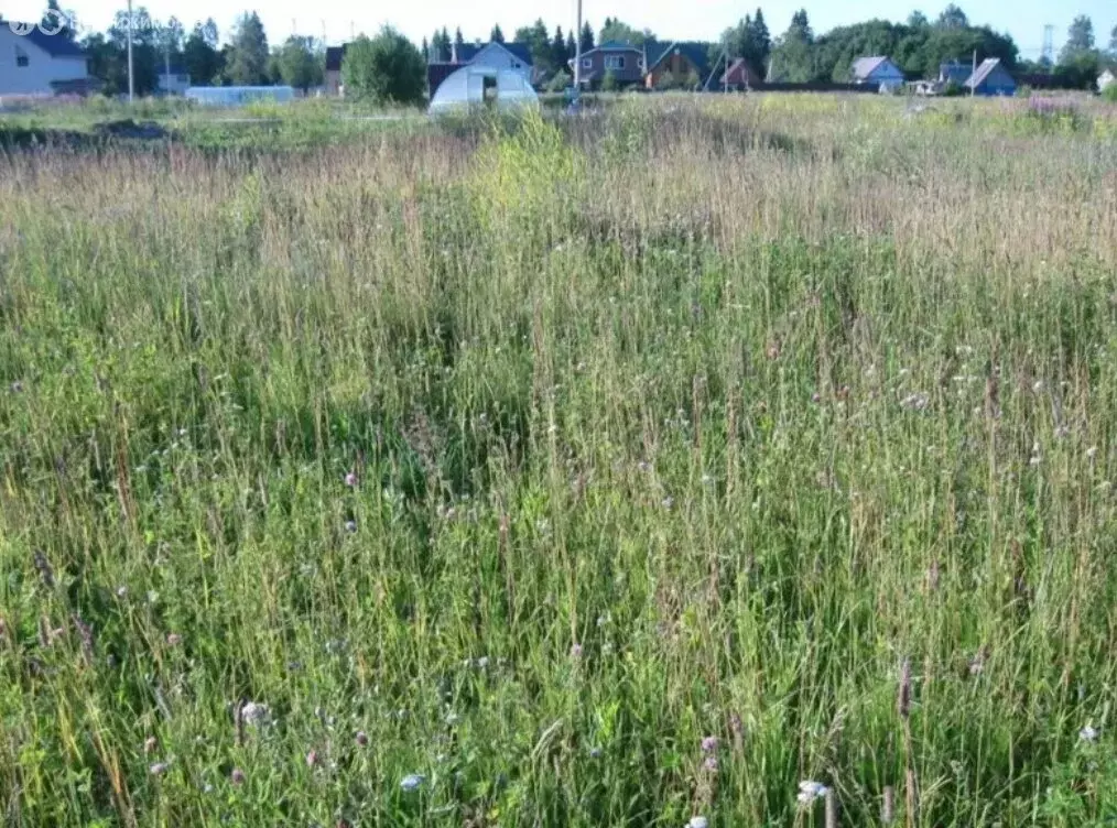 Участок в Волосовский район, Большеврудское сельское поселение, ... - Фото 2