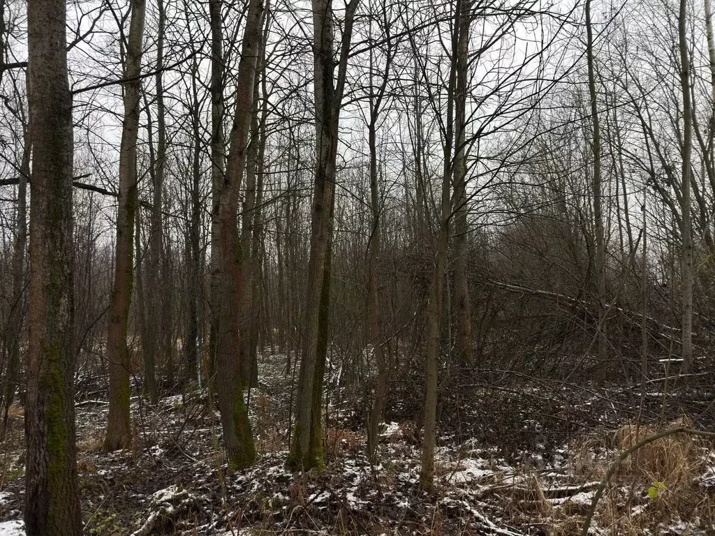 Участок в Московская область, Ликино-Дулево Орехово-Зуевский городской ... - Фото 1