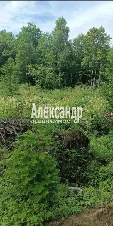 Участок в Ленинградская область, Всеволожский район, Лесколовское ... - Фото 1