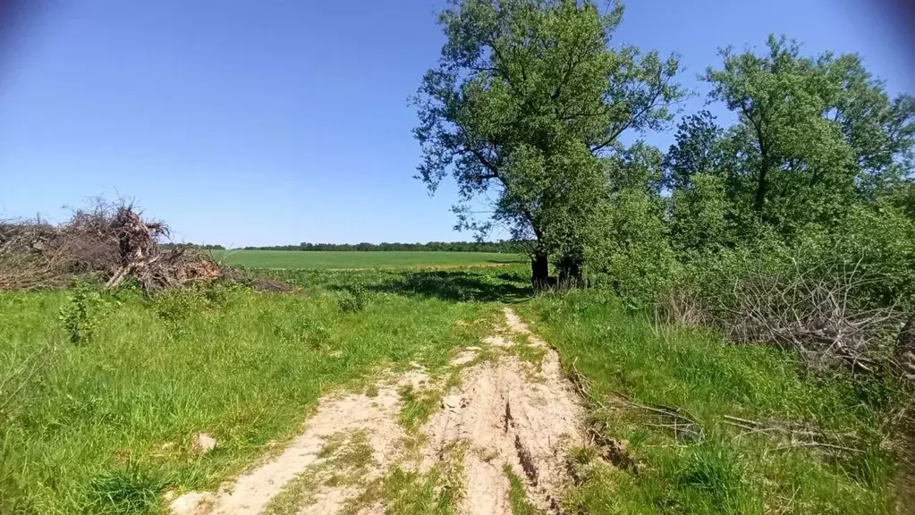 Участок в Калужская область, Ферзиковский район, Авчурино с/пос, с. ... - Фото 2