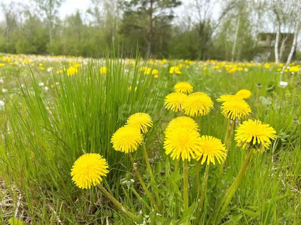Участок в Санкт-Петербург Сергиево тер., ул. Спортивная, 6 (12.5 сот.) - Фото 1