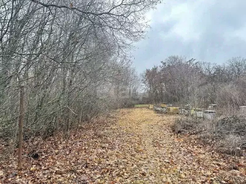 Участок в Саратовская область, Новобурасский район, Тепловское ... - Фото 2