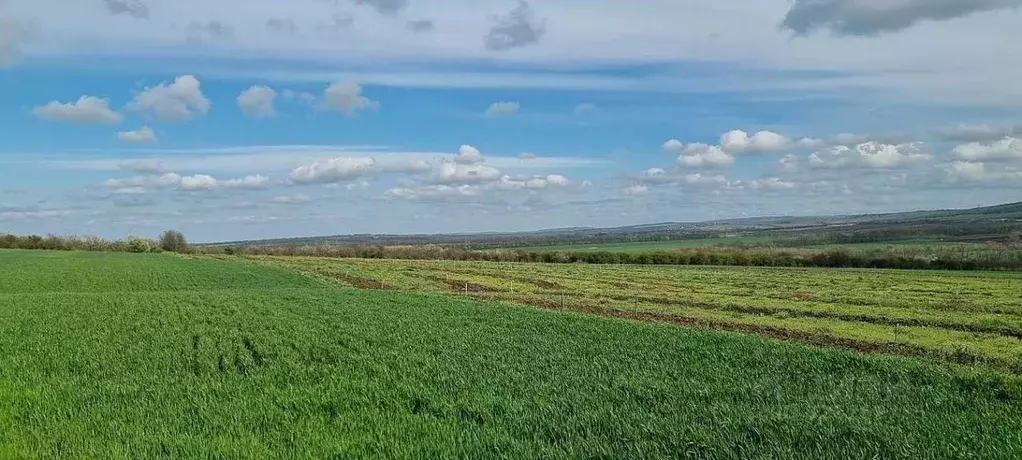 Участок в Краснодарский край, Анапа муниципальный округ, Иванов хут. ... - Фото 1