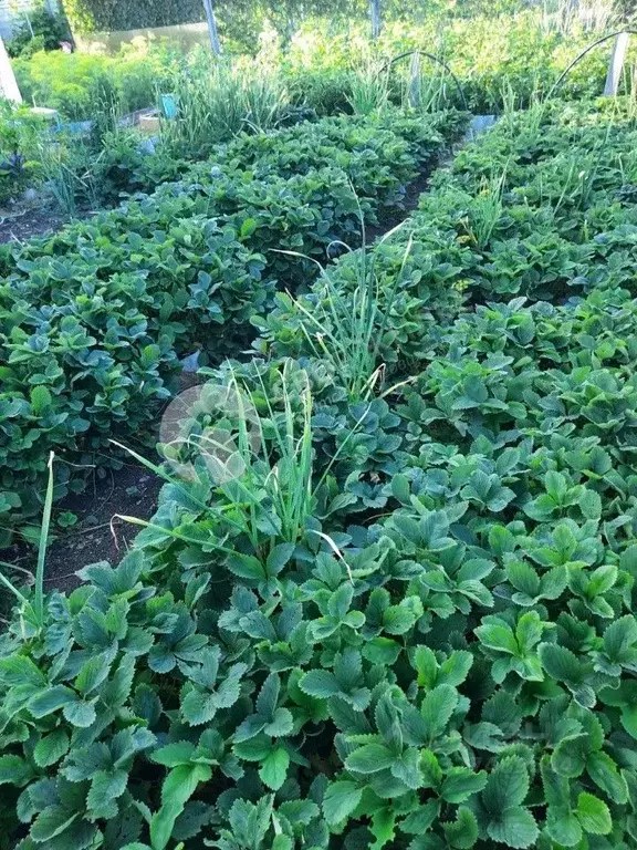 Дом в Пермский край, Оса Восточная ул. (80 м) - Фото 1