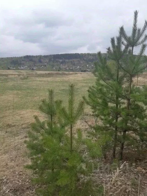 Участок в Иркутская область, Иркутский муниципальный округ, Кедровое ... - Фото 1