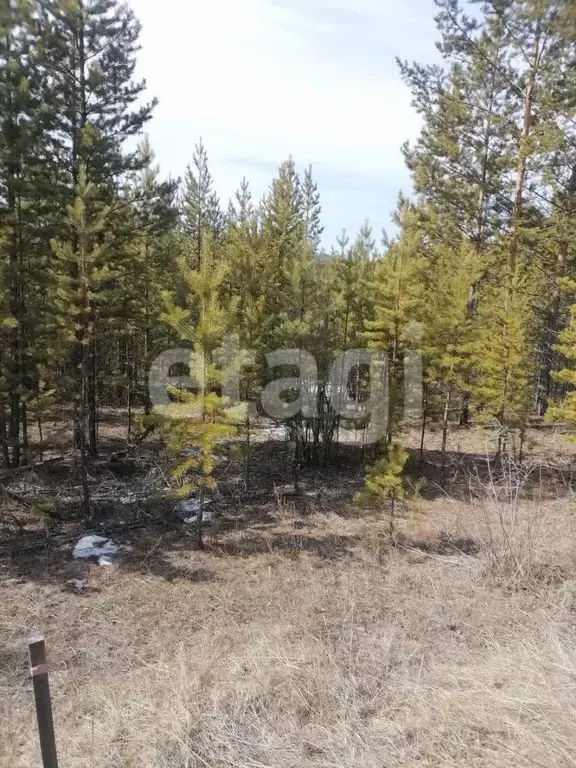 Участок в Бурятия, Улан-Удэ Учитель СТ, 245 (8.0 сот.) - Фото 1