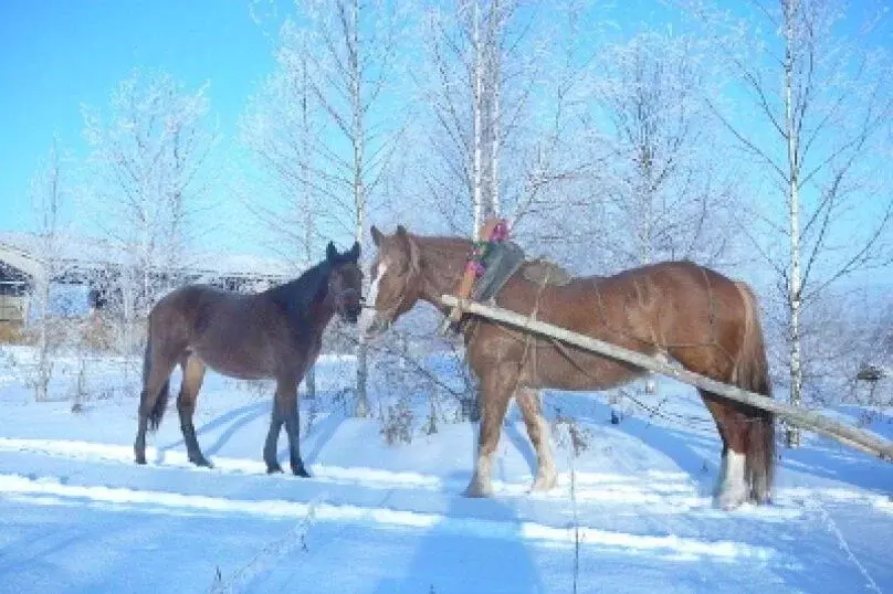 Дом в Московская область, Сергиево-Посадский городской округ, д. ... - Фото 2