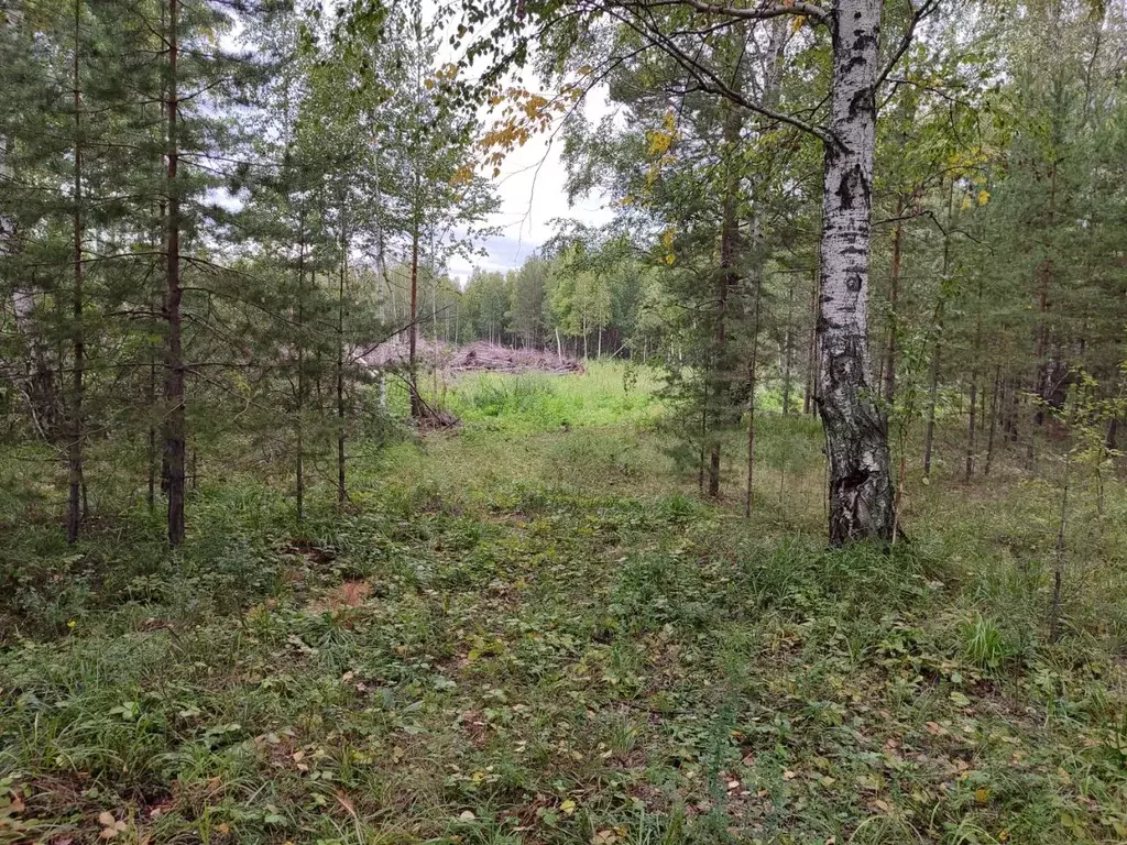 Участок в Свердловская область, Белоярский городской округ, с. ... - Фото 0