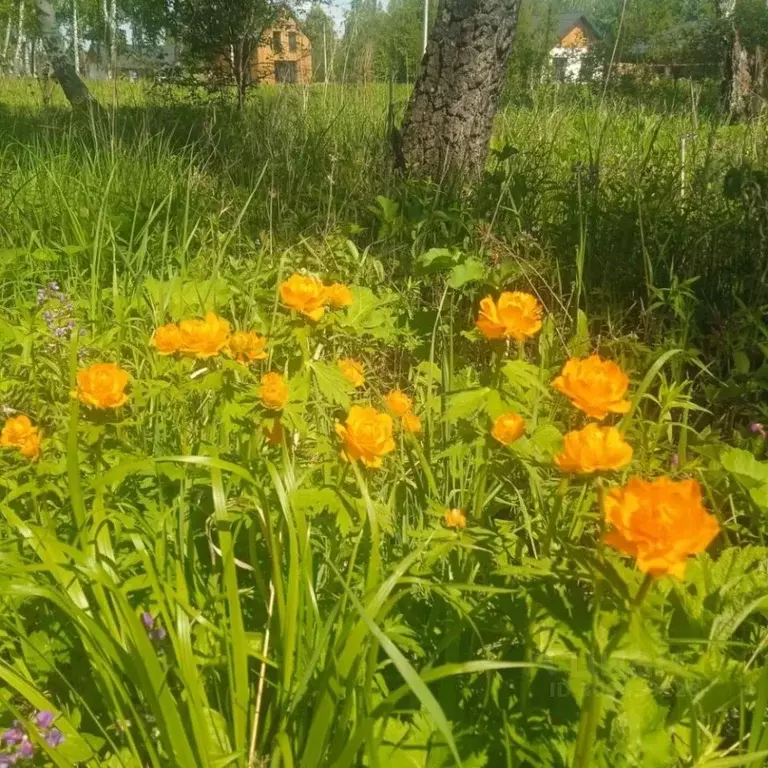 Участок в Новосибирская область, Новосибирский район, Кудряшовский ... - Фото 0