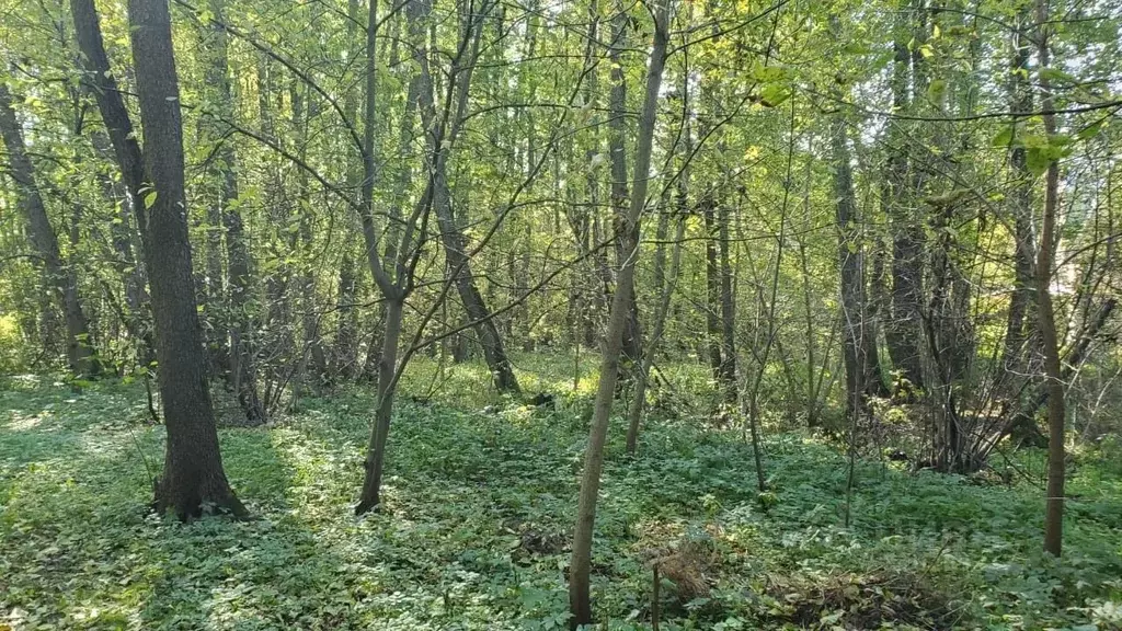 Участок в Московская область, Раменский городской округ, Кратово дп ... - Фото 1