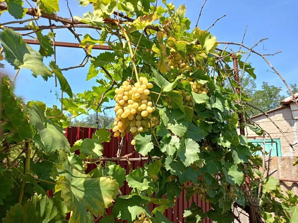 Дом в Краснодарский край, Приморско-Ахтарский муниципальный округ, ... - Фото 1