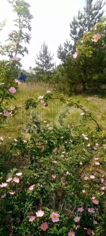 Участок в Воронежская область, Воронеж Железнодорожник-6 СНТ, ул. ... - Фото 2