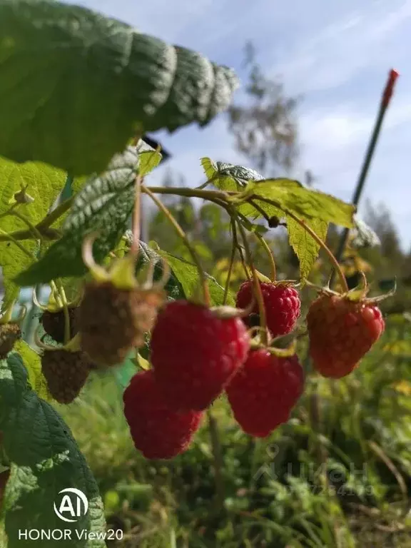 Дом в Новгородская область, Новгородский район, Панковское городское ... - Фото 1