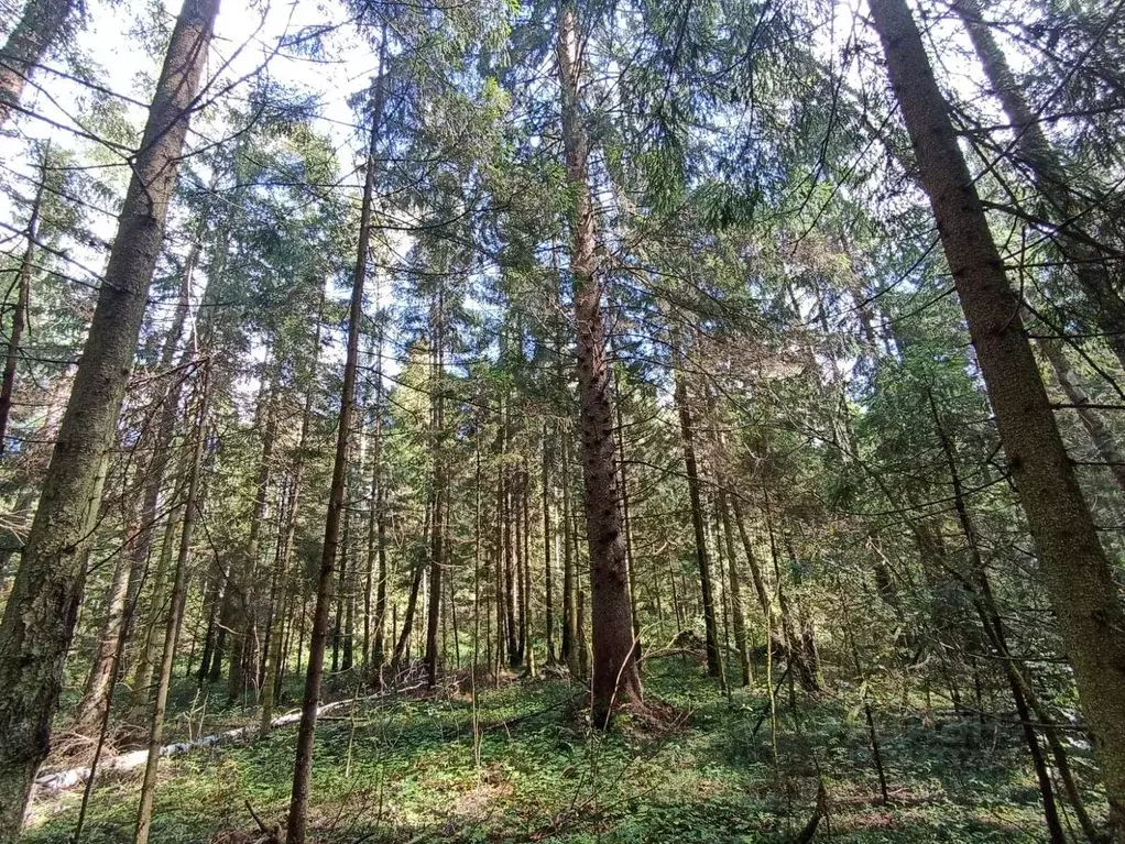 Участок в Московская область, Клин городской округ, д. Минино  (200.0 ... - Фото 1