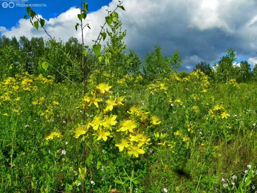 Участок в Барышевский сельсовет, садоводческое некоммерческое ... - Фото 1