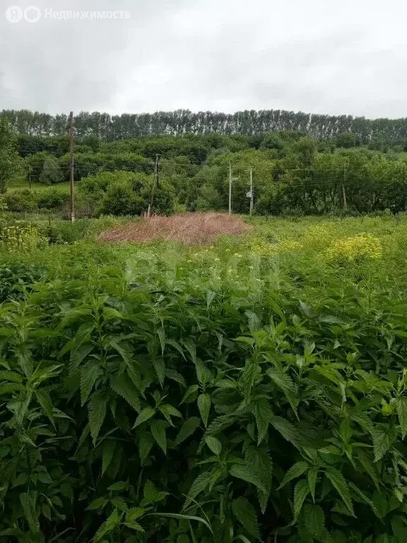 Участок в село Алтайское, улица Сенчихина (10 м) - Фото 1