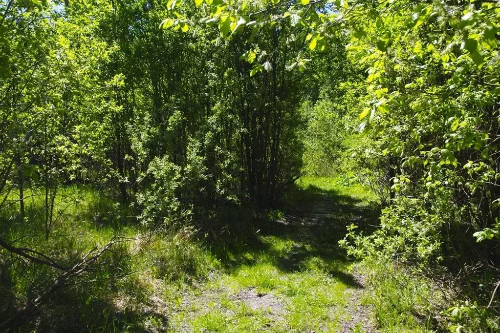 Участок в Московская область, Раменский городской округ, д. Васильево  ... - Фото 1