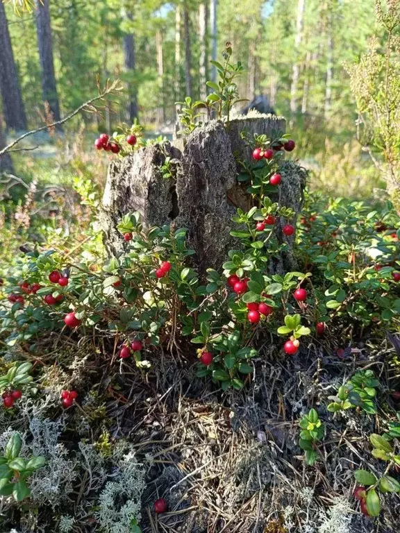 Участок в Ленинградская область, Приозерский район, Сосновское с/пос, ... - Фото 1