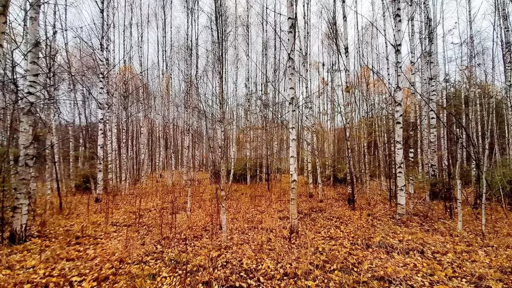 Участок в Кировская область, Слободской район, Шиховское с/пос, д. ... - Фото 1