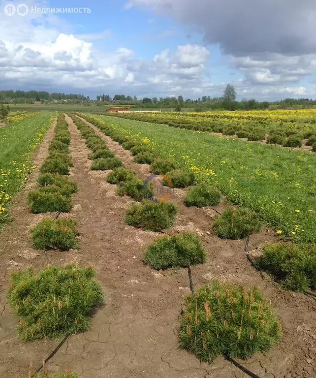 Участок в Новгородская область, Солецкий муниципальный округ, деревня ... - Фото 2