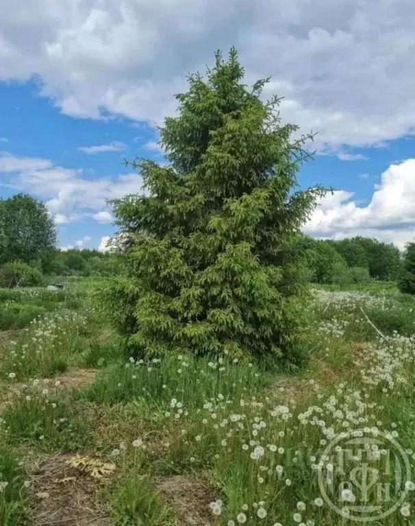 Участок в Ленинградская область, Киришский район, Глажевское с/пос, д. ... - Фото 2