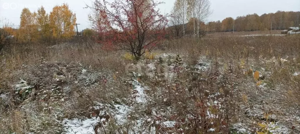 Участок в Колыванский район, деревня Большая Черемшанка (15 м) - Фото 1