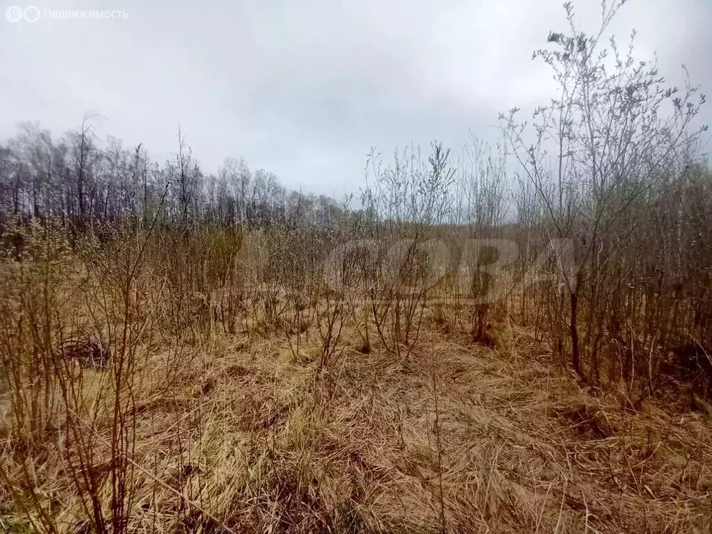 Участок в Тюменский муниципальный округ, село Салаирка (10 м) - Фото 2