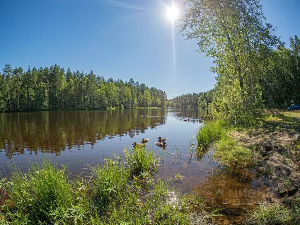 Участок в Карелия, Пряжинский район, Эссойльское с/пос, пос. Сяпся  ... - Фото 2