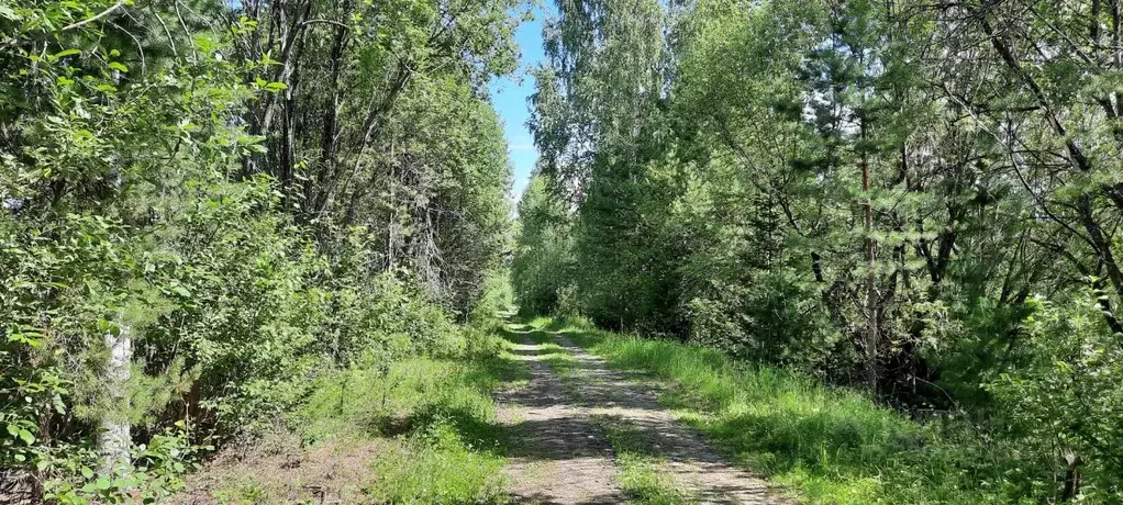 Участок в Алтай, Турочакский район, с. Турочак  (222.0 сот.) - Фото 2