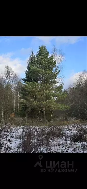 Участок в Калужская область, Боровский муниципальный округ, Лесное-2 ... - Фото 2