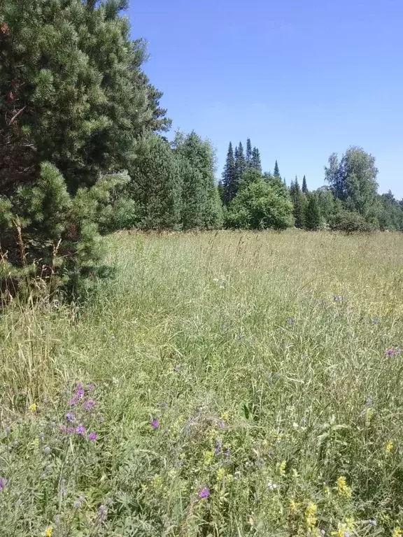 Участок в Кемеровская область, Новокузнецкий муниципальный округ, пос. ... - Фото 2