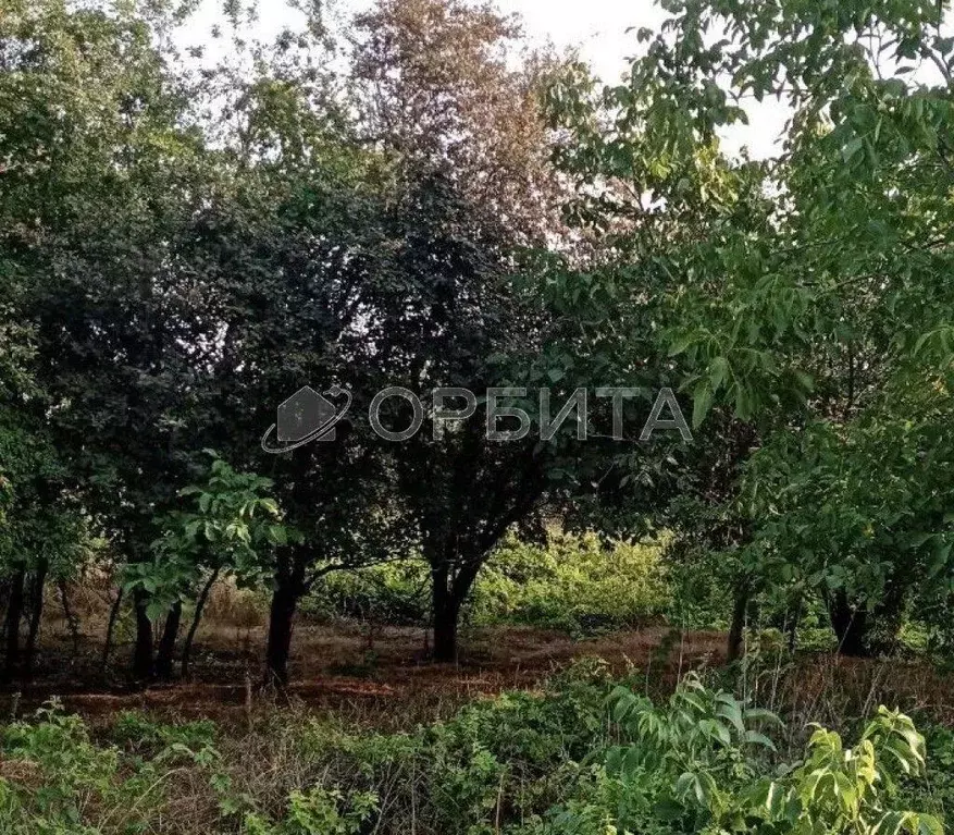 Участок, 8 сот., поселения (ижс) - Фото 0