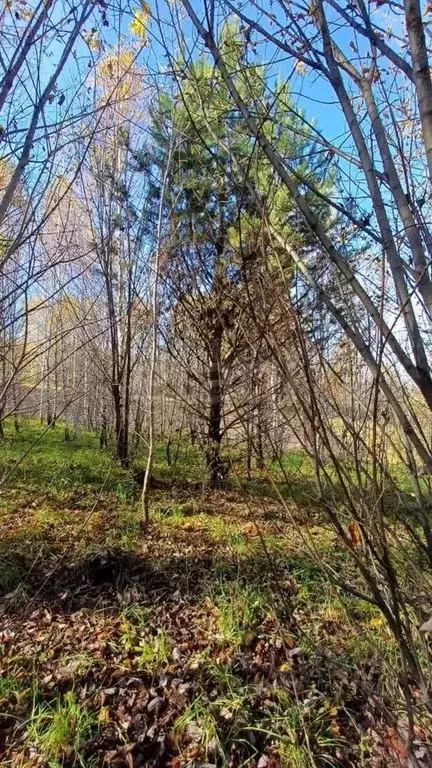 Участок в Алтай, Майминский район, с. Майма  (9.78 сот.) - Фото 0
