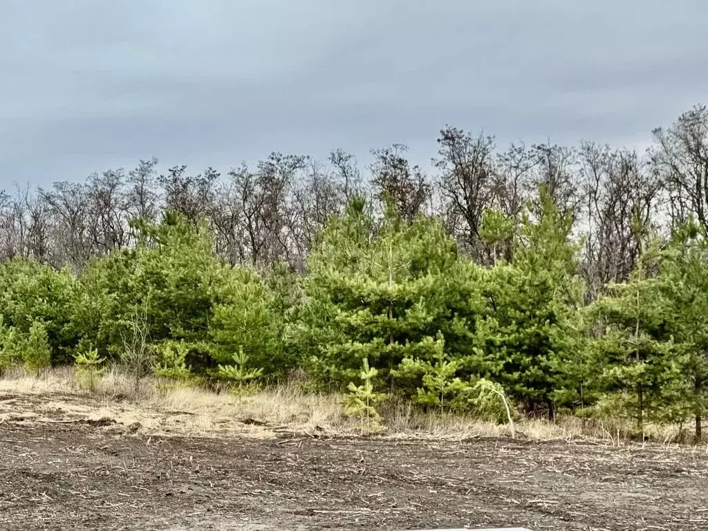 Участок в Белгородская область, Белгородский район, Разумное рп ул. ... - Фото 1