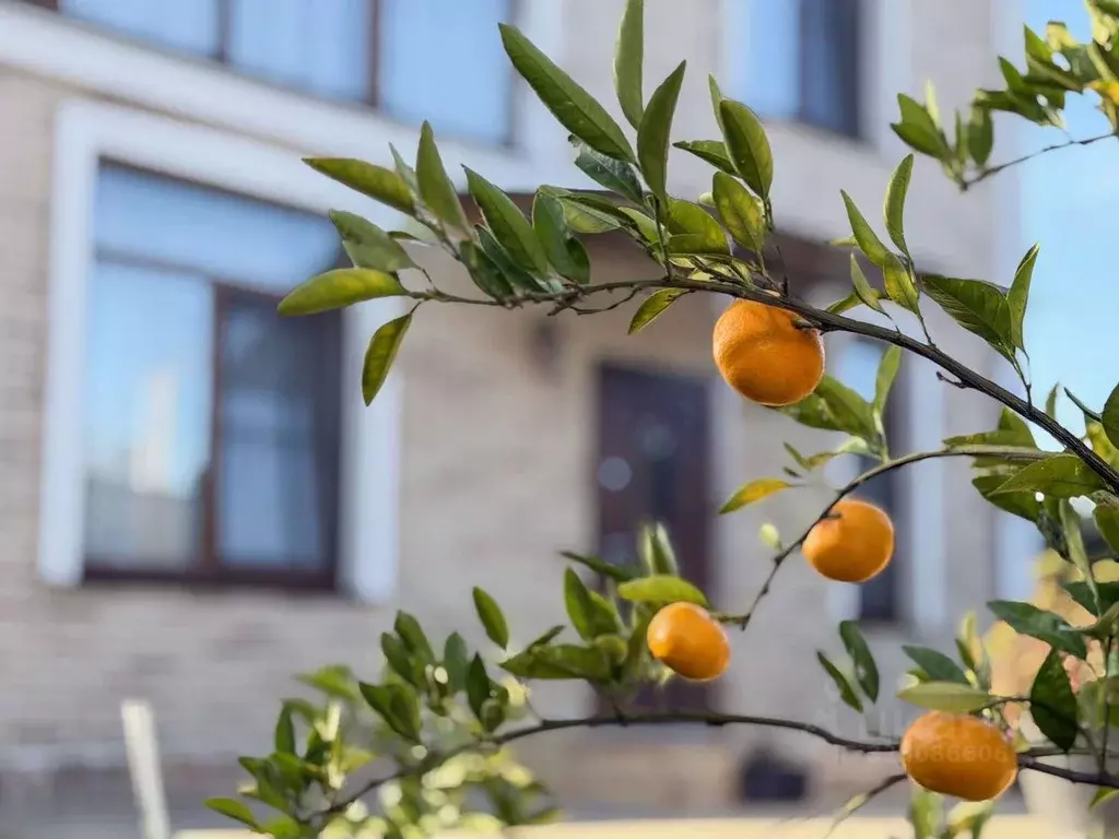 Дом в Краснодарский край, Сочи городской округ, с. Нижняя Шиловка ул. ... - Фото 1