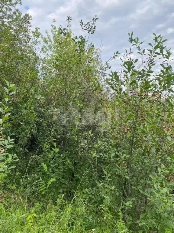 Участок в Кемеровская область, Новокузнецкий муниципальный округ, с. ... - Фото 2