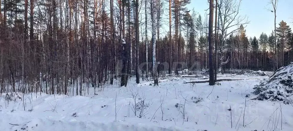 Участок в Тюменская область, Нижнетавдинский район, с. Тюнево ул. ... - Фото 1