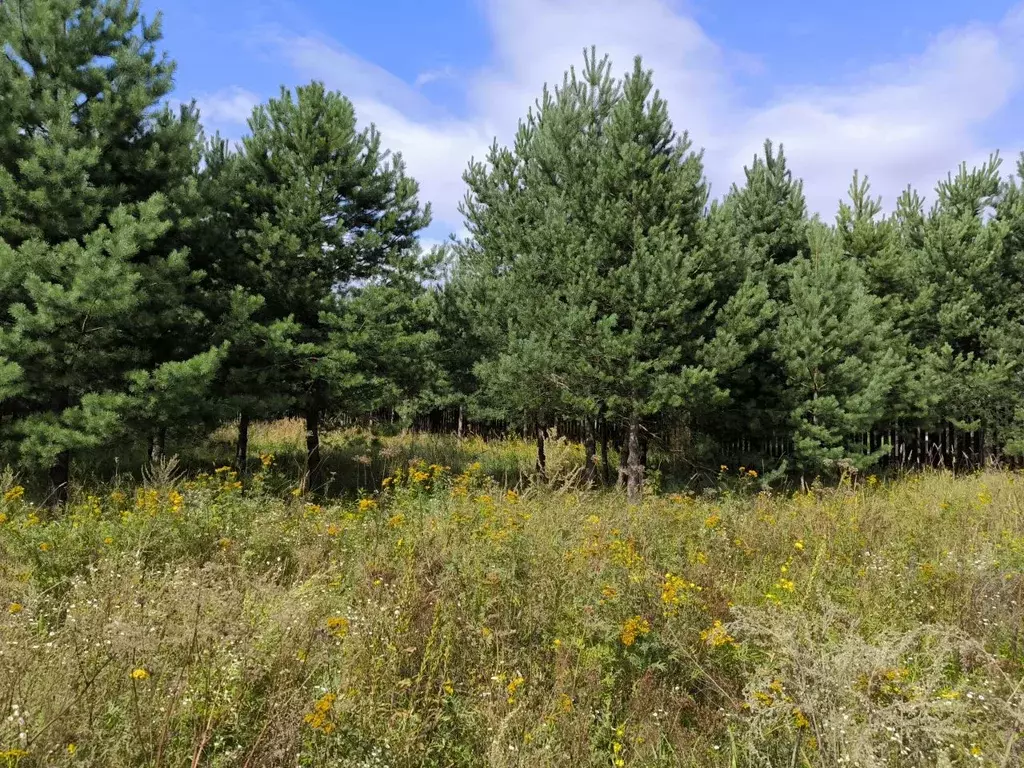 Участок в Московская область, Раменский муниципальный округ, д. ... - Фото 2