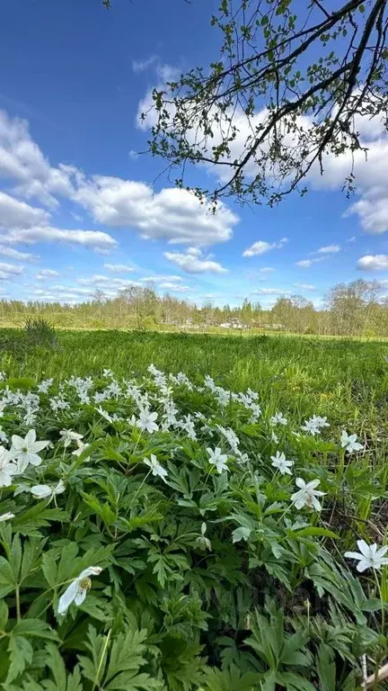 Участок в Новгородская область, Маловишерское городское поселение, д. ... - Фото 0