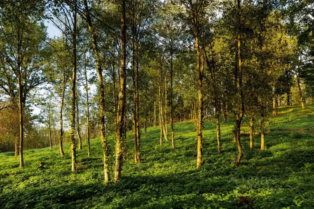 Участок, 10.3 сот., поселения (ижс) - Фото 1