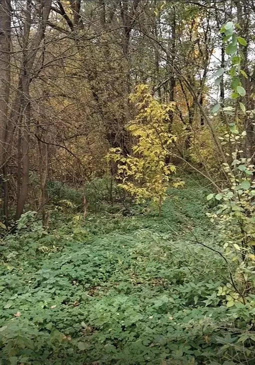 Участок в Московская область, Лосино-Петровский городской округ, д. ... - Фото 1